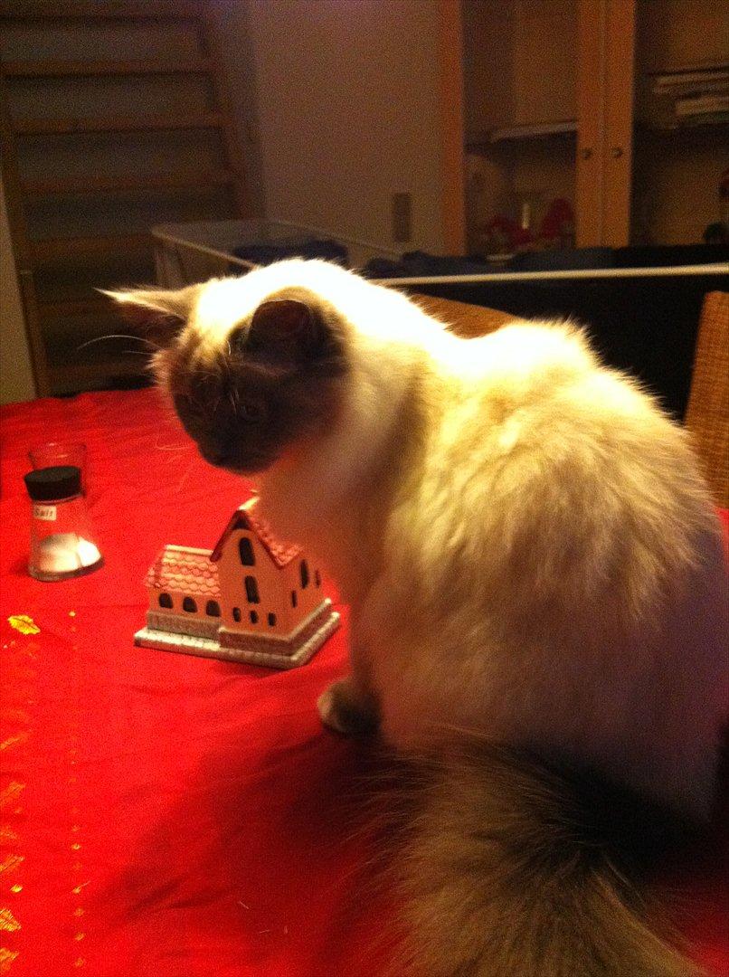 Hellig Birma DK Pumelles Armani billede 19