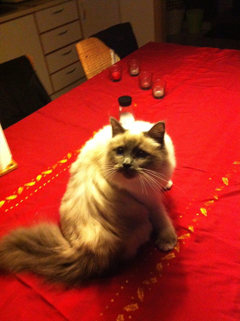 Hellig Birma DK Pumelles Armani billede 1