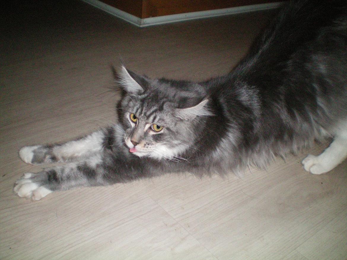 Maine Coon Aeneas #Neas# billede 13