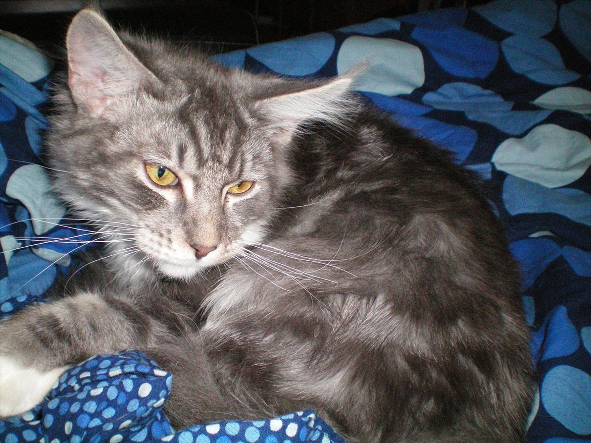 Maine Coon Aeneas #Neas# - Hmm, blå står da også godt til mig. :D billede 14