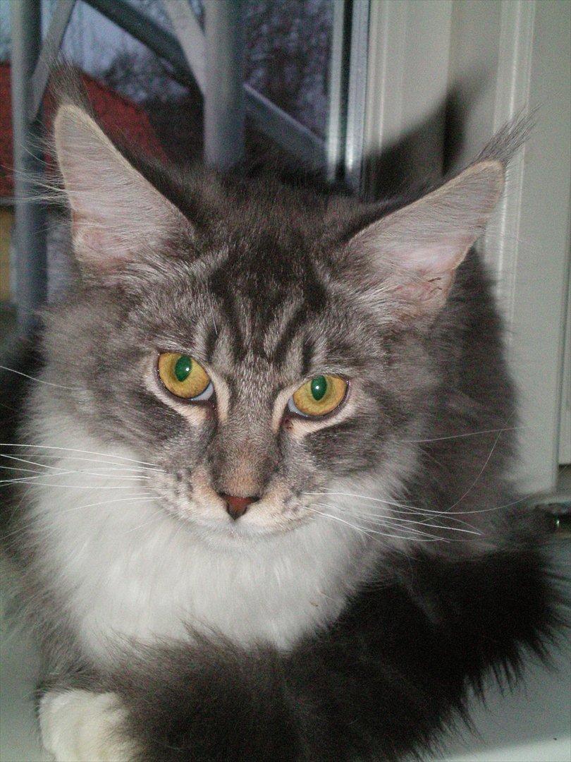 Maine Coon Aeneas #Neas# - Aeneas den 1/12 2011 <3 billede 1