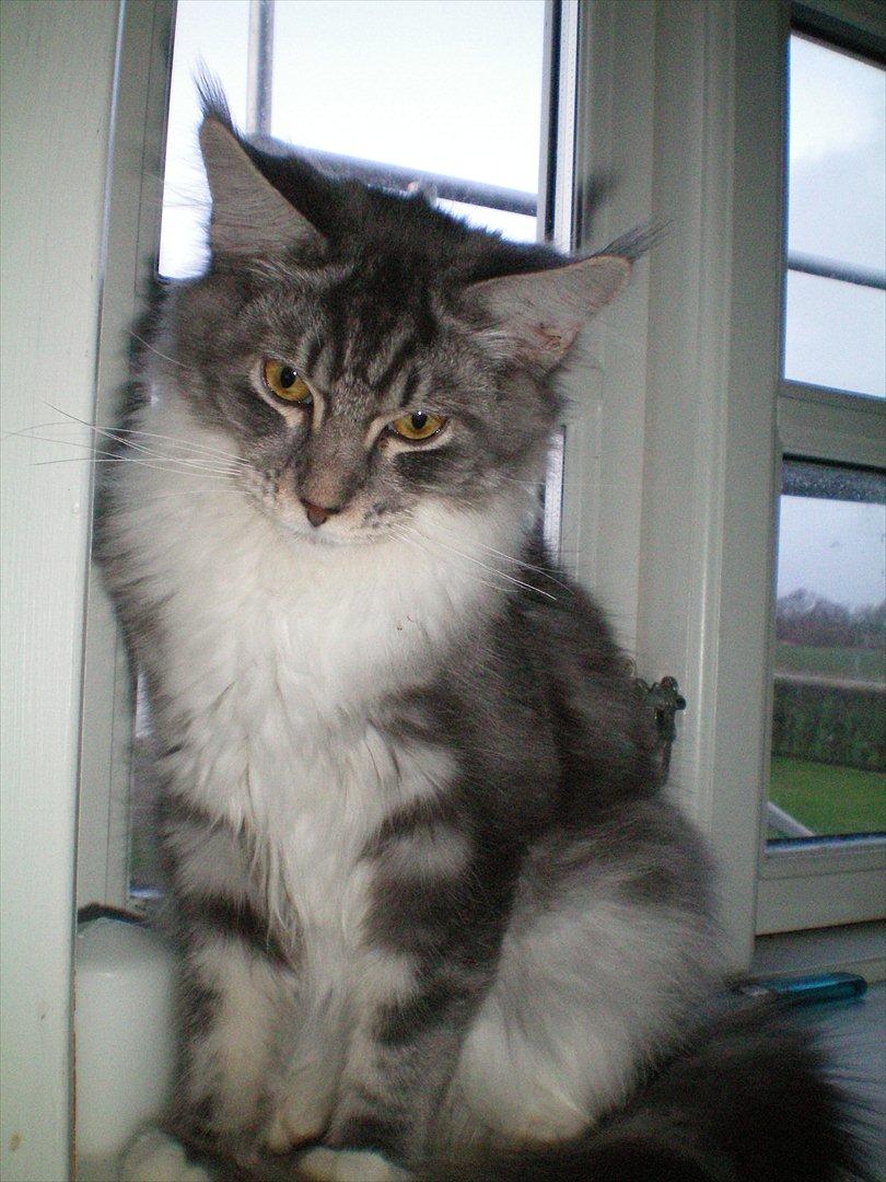 Maine Coon Aeneas #Neas# billede 15