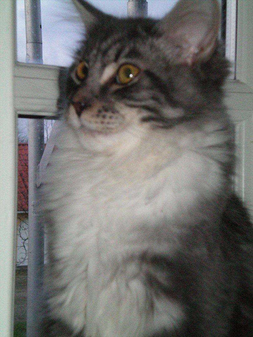 Maine Coon Aeneas #Neas# billede 16