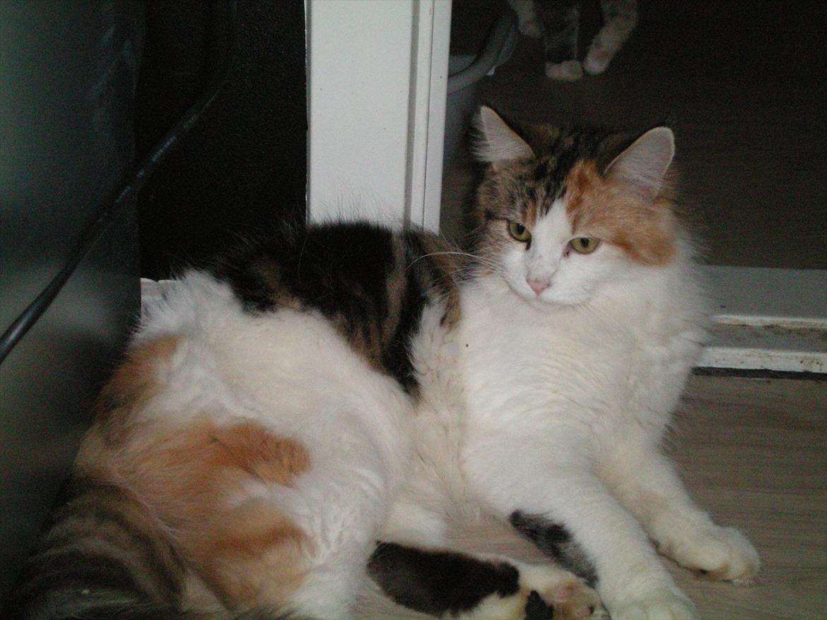 Maine Coon Malou #Malle# - Gudesmukke Malou den 1/12 2011 <3 billede 19