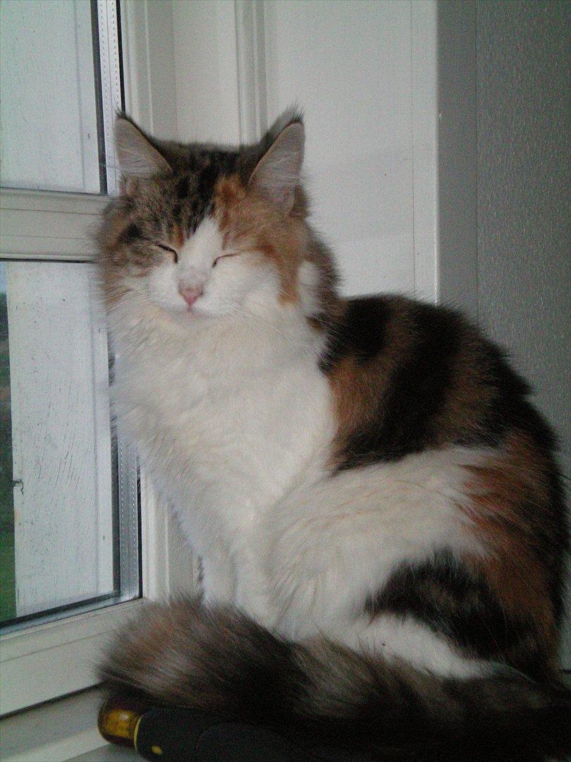 Maine Coon Malou #Malle# - Velkommen til smukke Malous profil. <3 billede 1