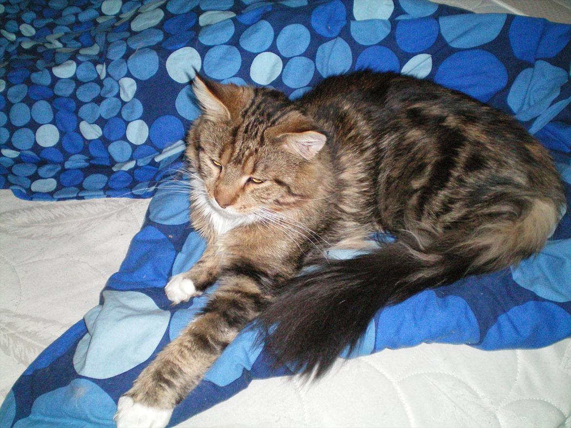 Maine Coon Noah #NoahBoah# - Noah den 1/12 2011 <3 billede 19