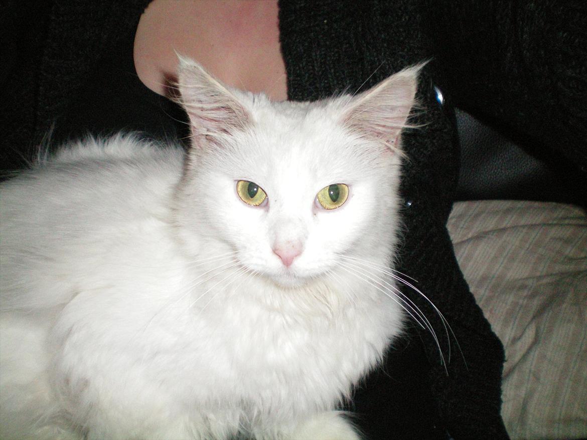 Maine Coon Duchess #Dysse# - Dejlige Duchess den 1/12 2011 billede 1