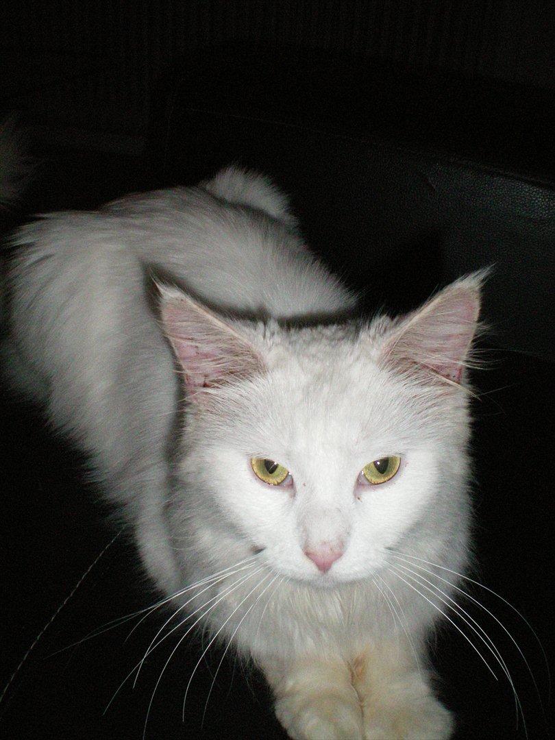 Maine Coon Duchess #Dysse# - Velkommen til smukke Duchess' profil. <3 billede 20