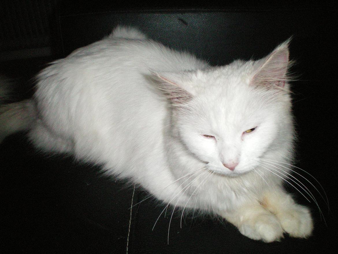 Maine Coon Duchess #Dysse# billede 19