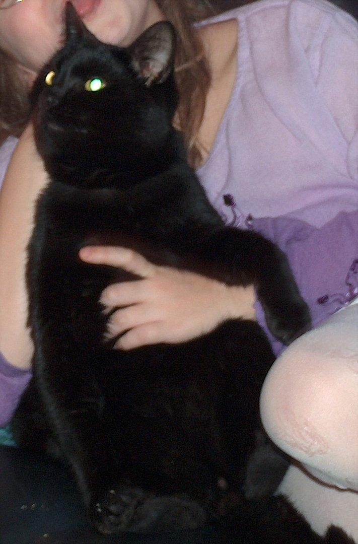 Huskat Felix (savnet siden 2009 :'(  ) - KÆFT HVOR JEG SAVNER DIG!!!!! 
Har stadig ikke fattet det, at du ikke er her mere! :( billede 16