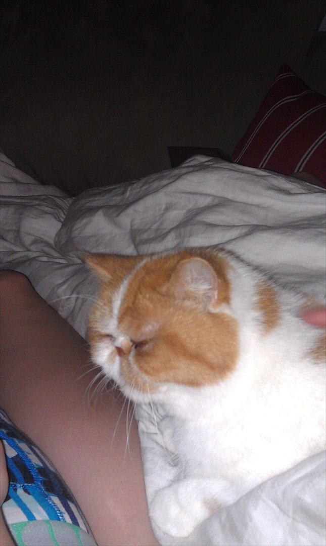 Exotic Chanel billede 11