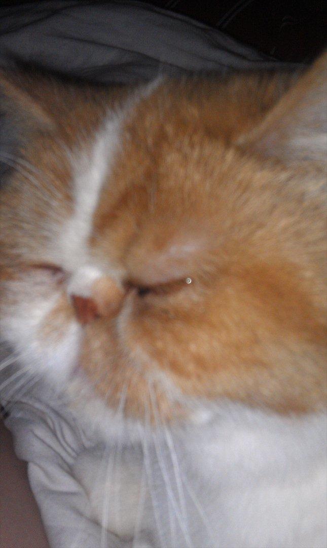 Exotic Chanel billede 12