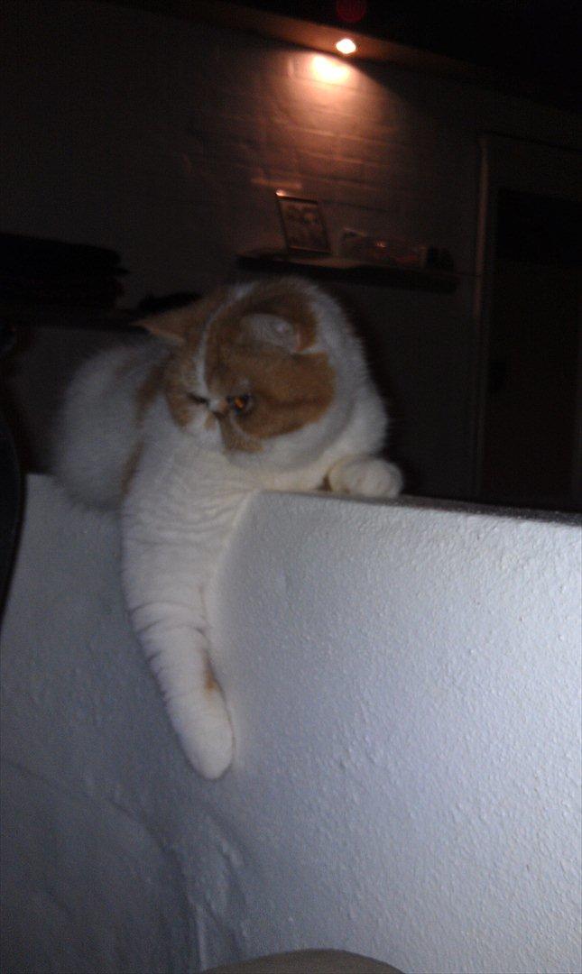 Exotic Chanel billede 13