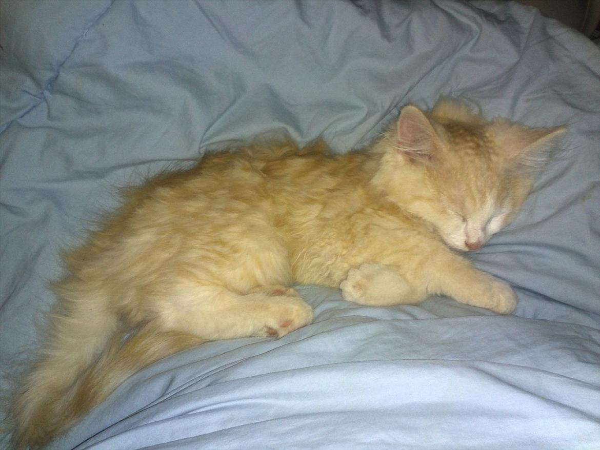 Huskat Pjuske billede 2