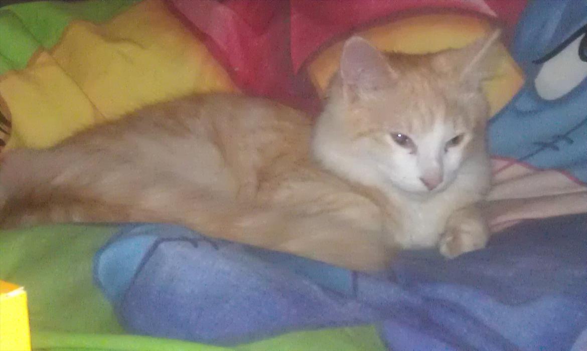 Huskat Pjuske billede 3