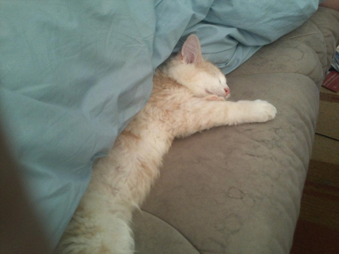 Huskat Pjuske billede 5