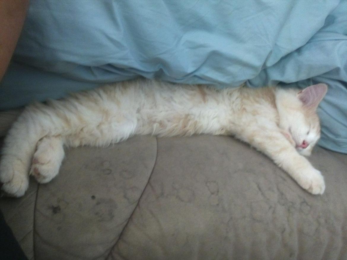 Huskat Pjuske billede 6