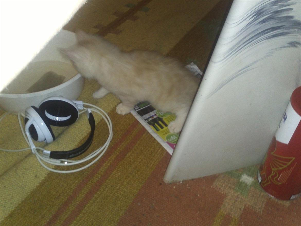 Huskat Pjuske billede 7