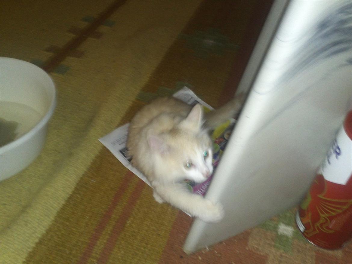 Huskat Pjuske billede 8