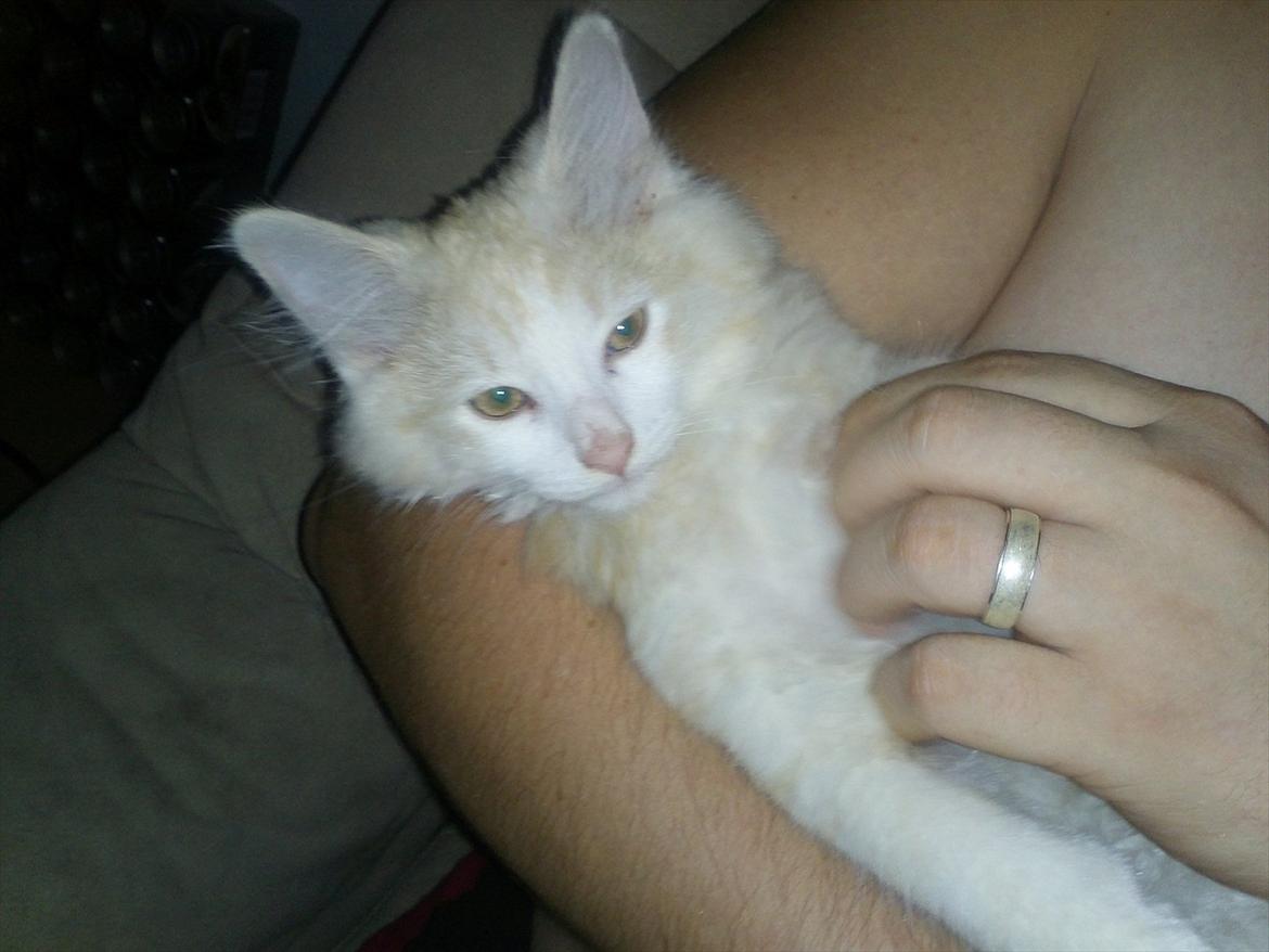 Huskat Pjuske billede 9