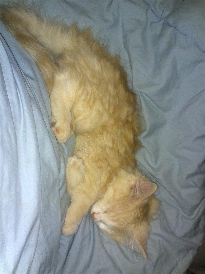 Huskat Pjuske billede 10