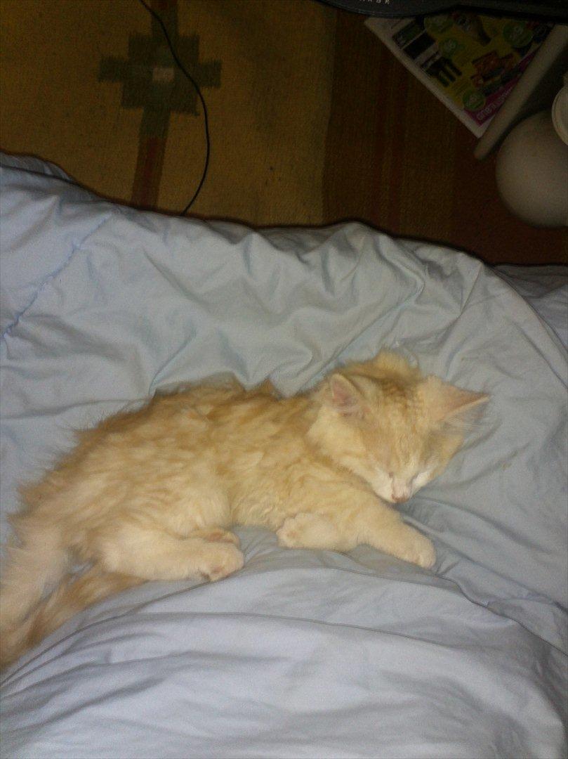 Huskat Pjuske billede 11