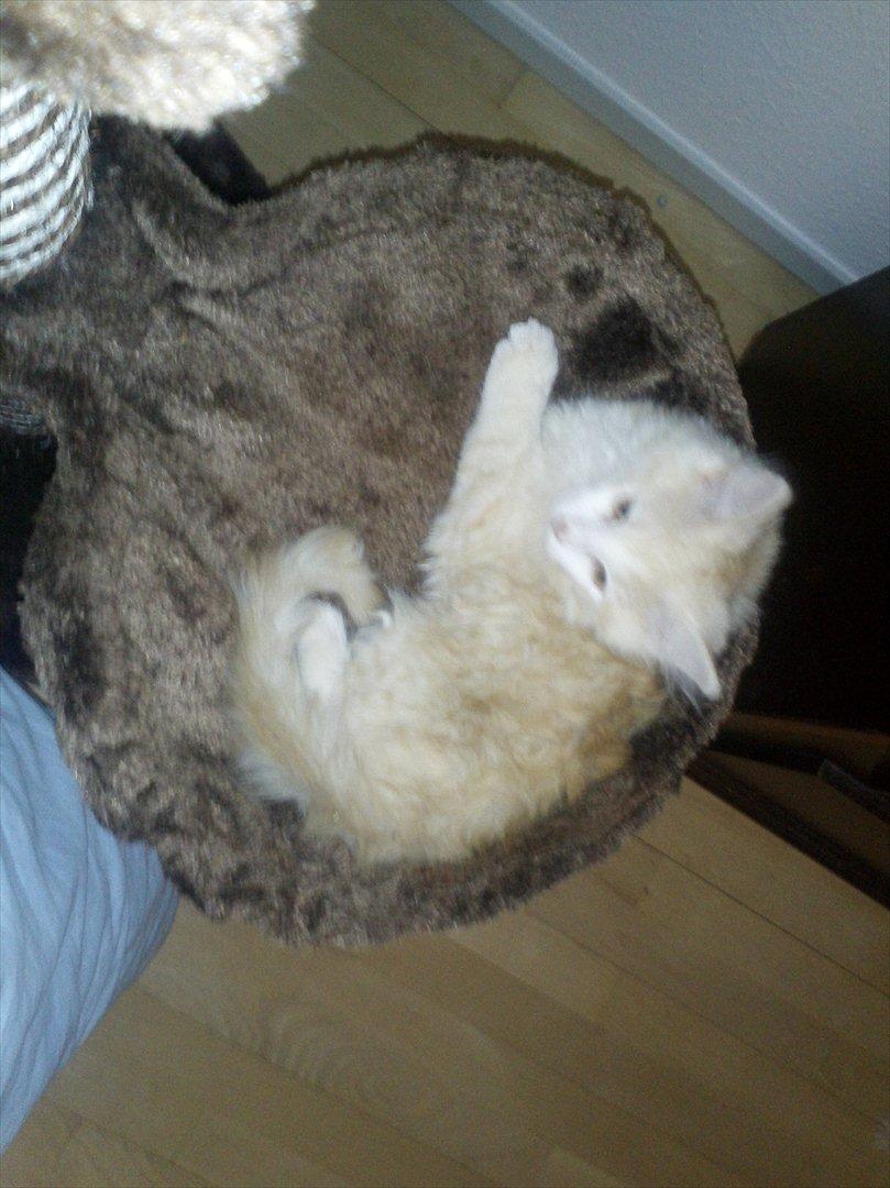 Huskat Pjuske billede 12