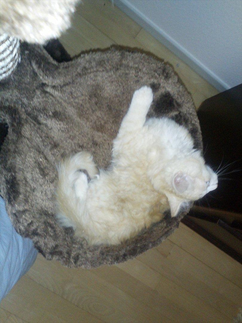 Huskat Pjuske billede 13