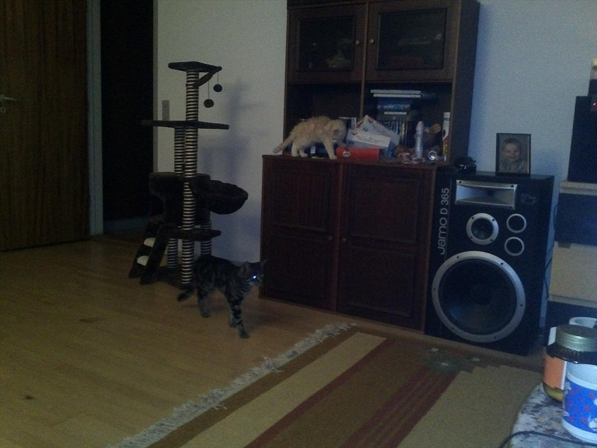 Huskat Pjuske billede 14