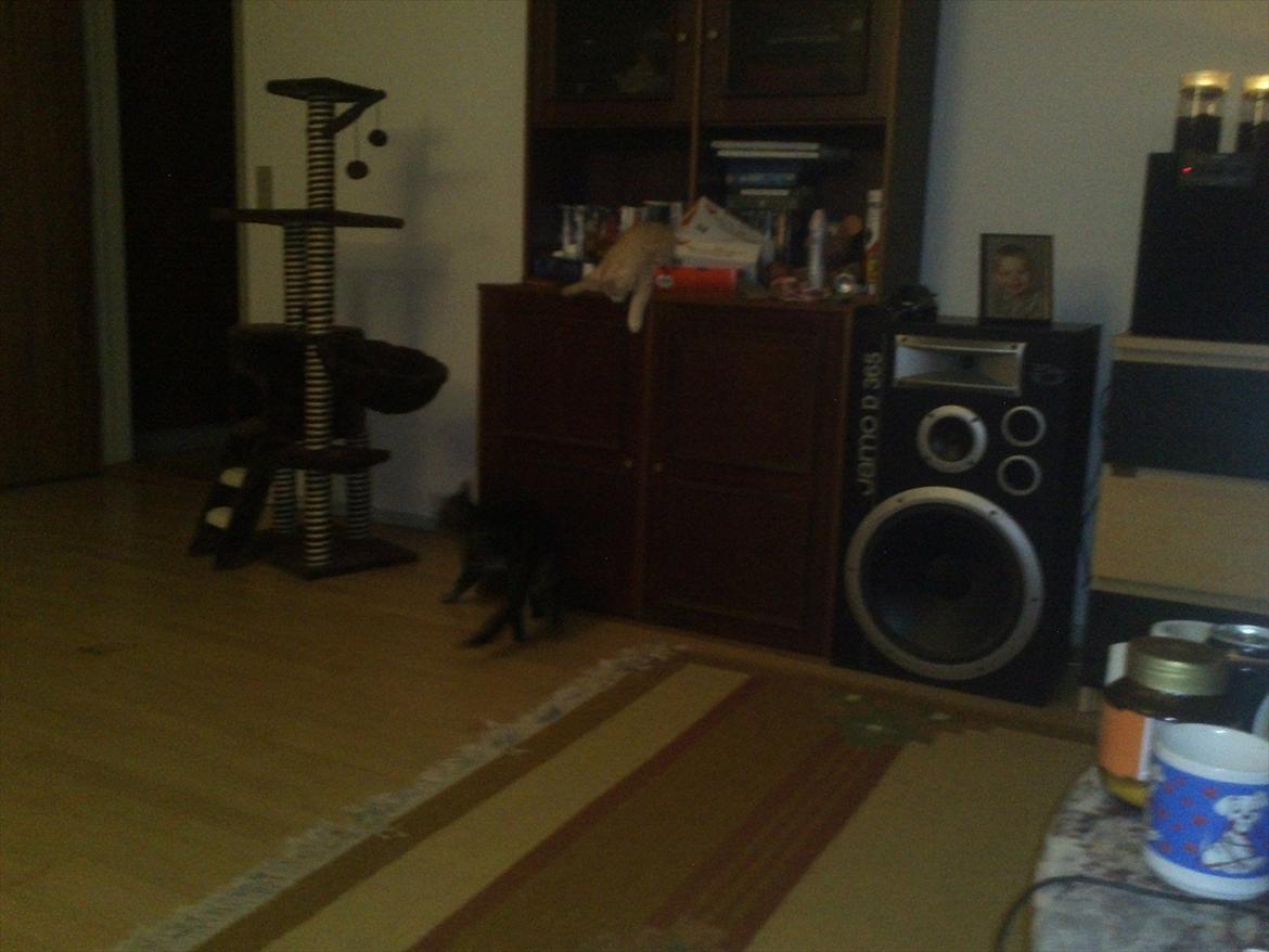 Huskat Pjuske billede 15