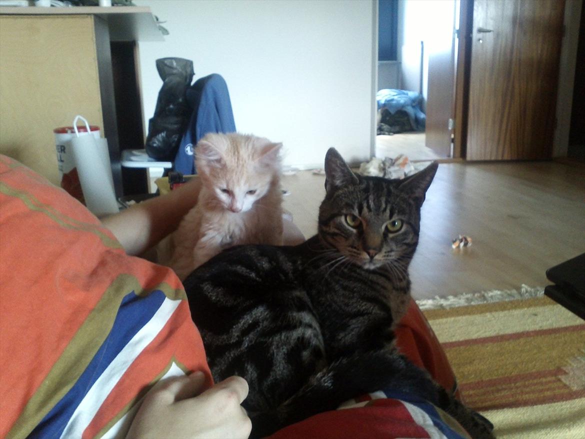 Huskat Pjuske billede 16