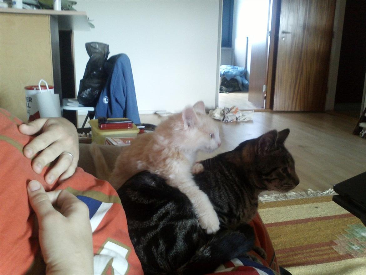 Huskat Pjuske - rigtige venner <3 billede 17