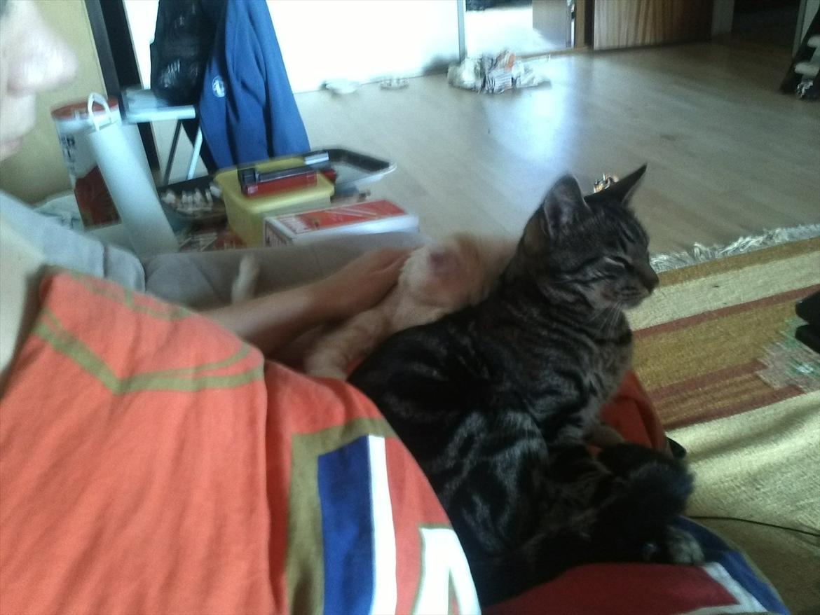 Huskat Pjuske billede 18