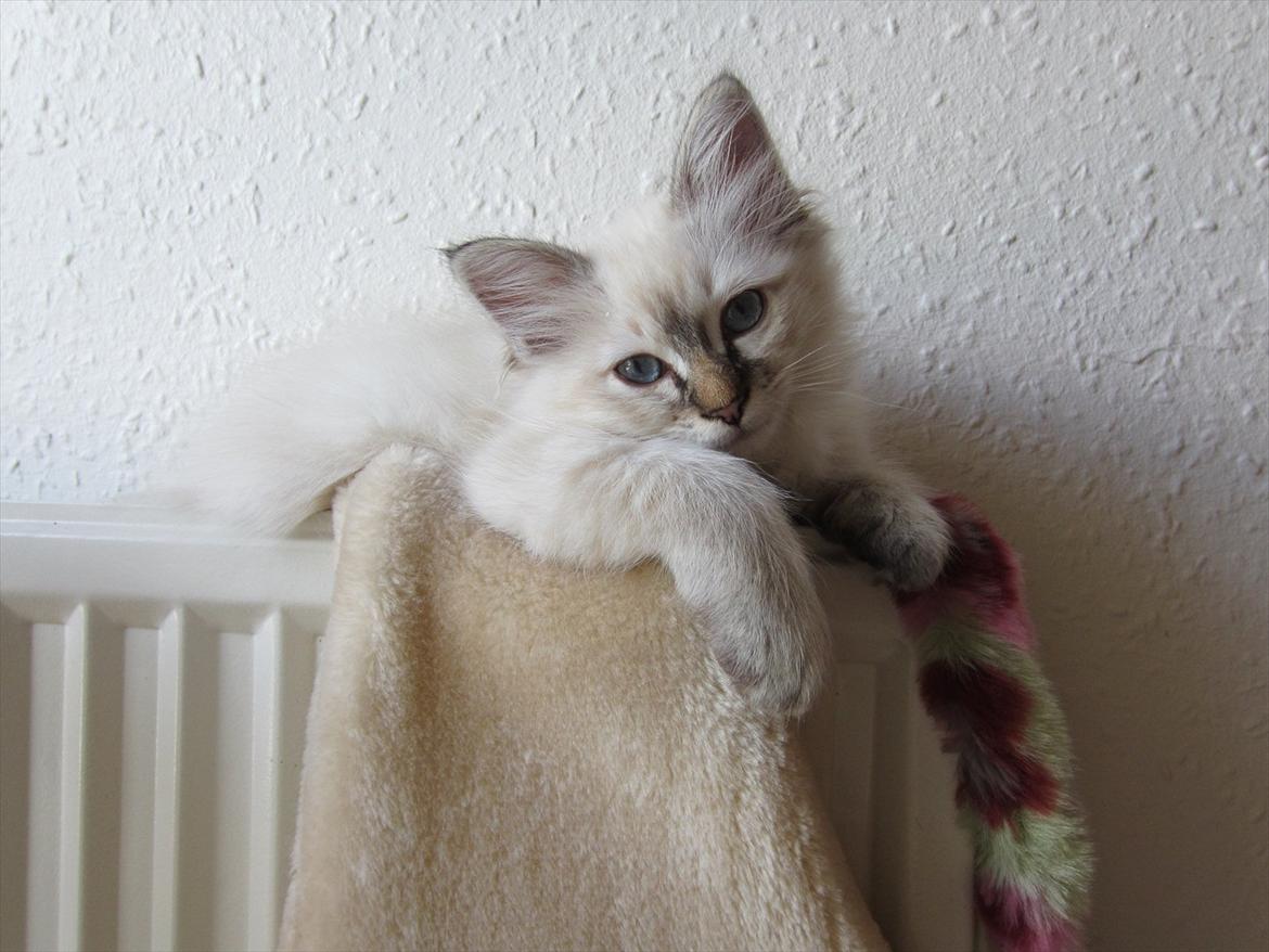 Hellig Birma Sigurd - Hos dem jeg købte ham af... ca 12 uger billede 1