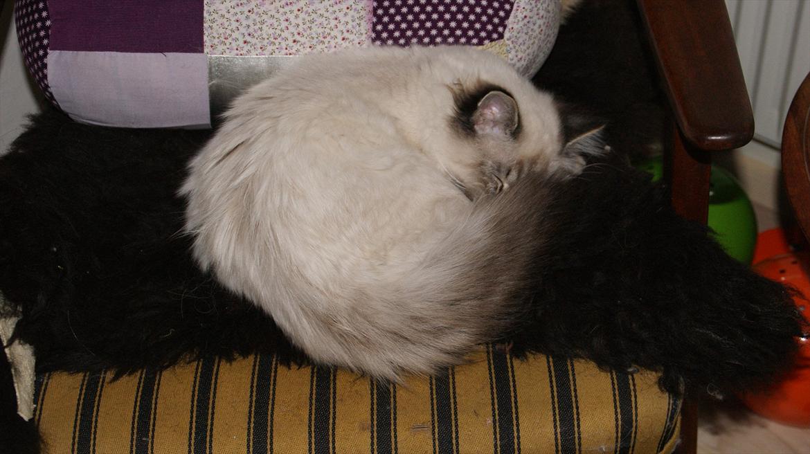 Hellig Birma Sigurd - Ca 5 måneder billede 2