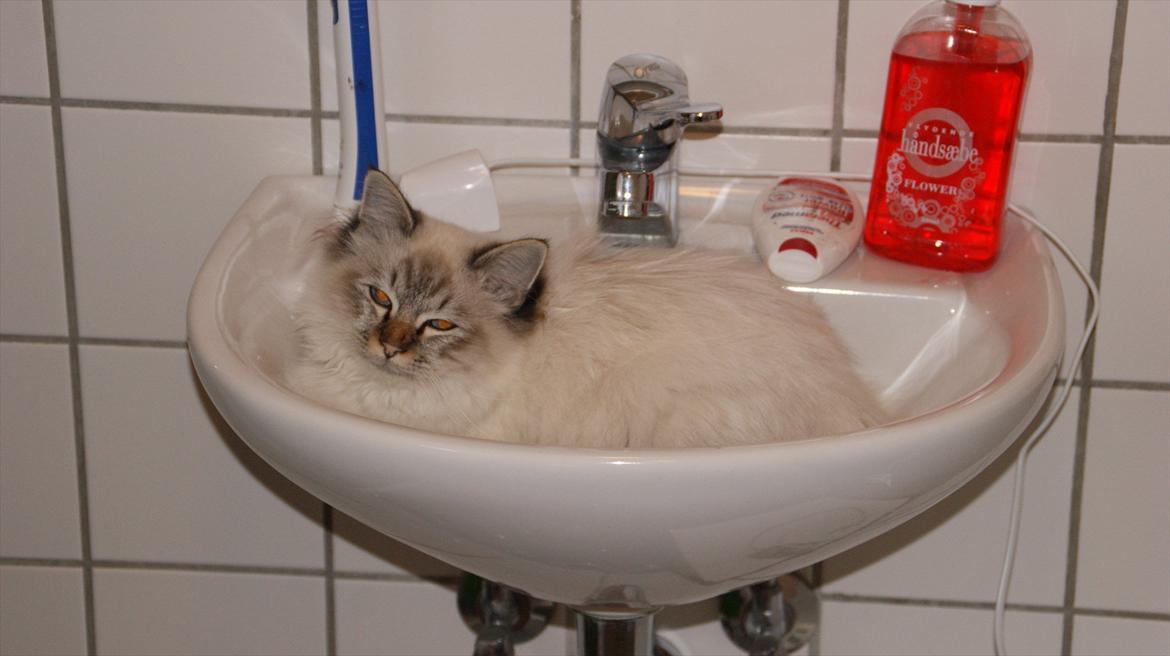 Hellig Birma Sigurd - Ca 5 måneder billede 3