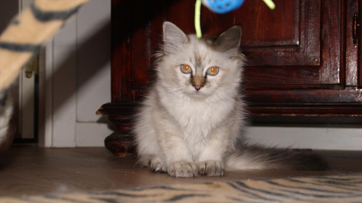 Hellig Birma Sigurd - Lige fået ham hjem, ca. 14 uger :-) billede 4