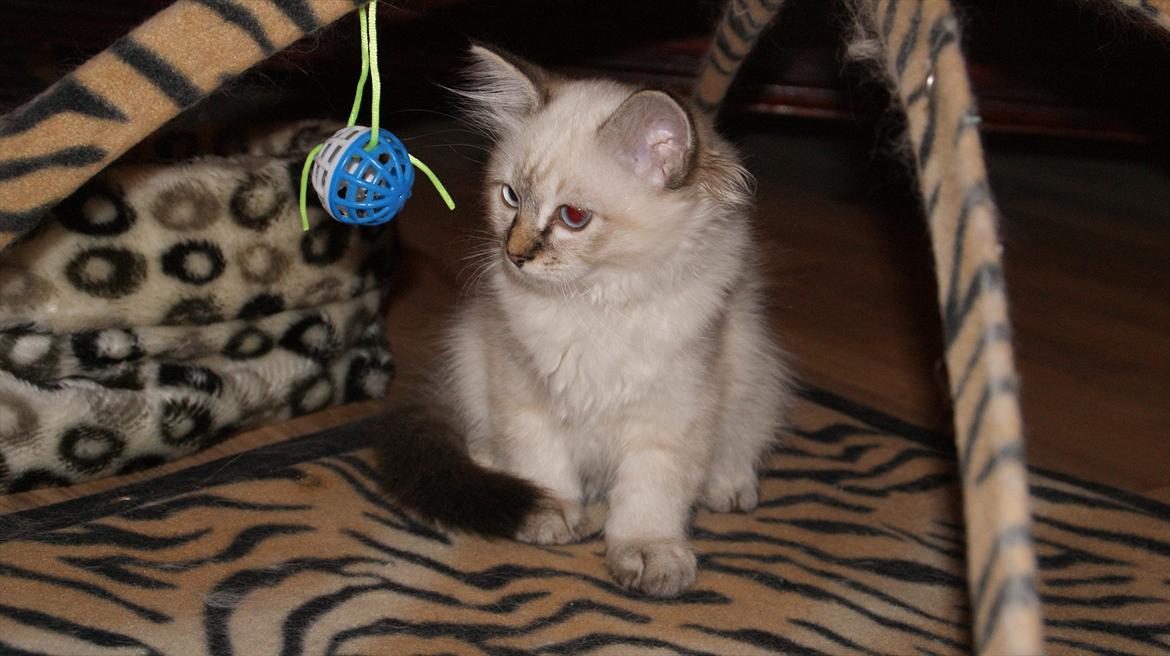 Hellig Birma Sigurd - ca. 14 uger billede 5