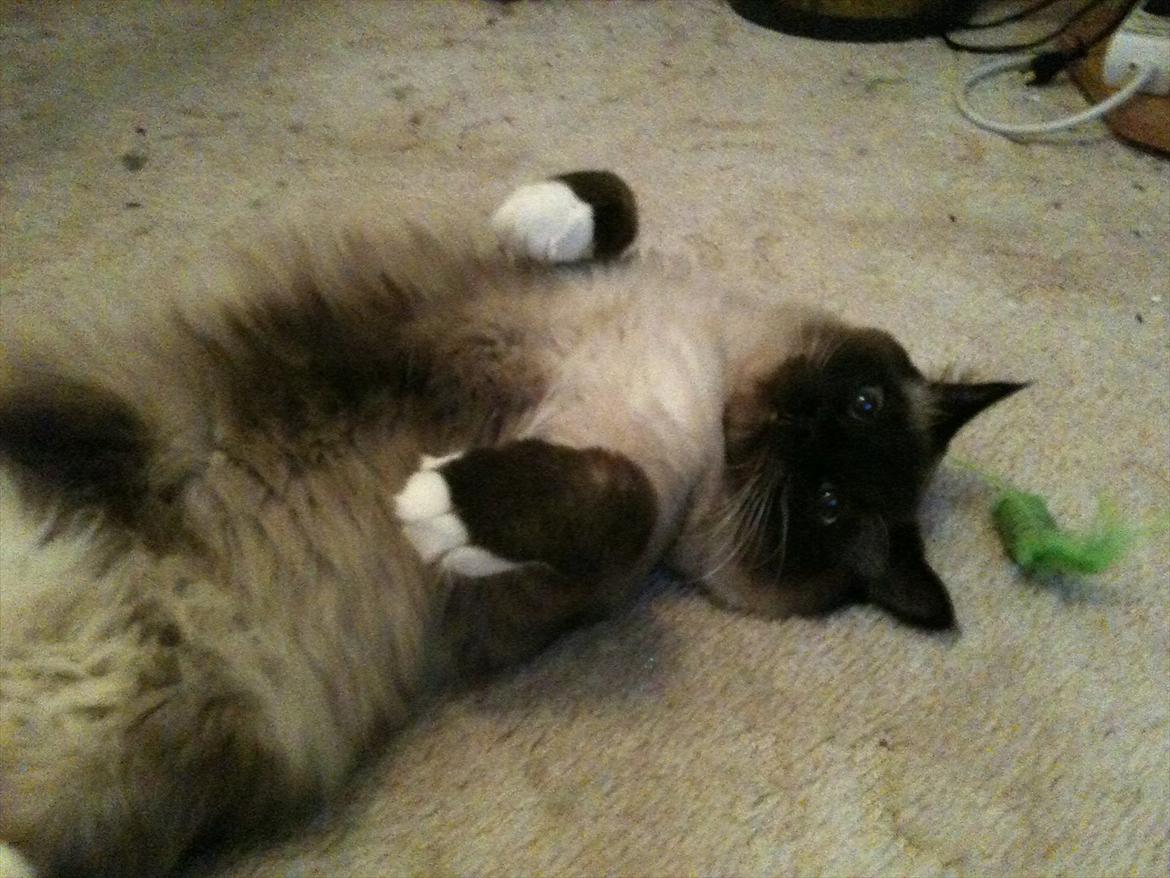 Hellig Birma Bailey - 2. december 2011 - vi udforsker de nye omgivelser, og ser dejlig ud samtidig. billede 3