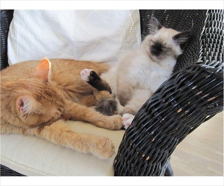 Hellig Birma Bailey - Bailey som killing, med sin gamle ven Tino :) billede 2