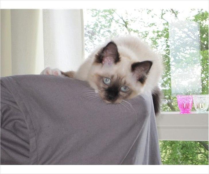 Hellig Birma Bailey - Bailey som killing, hos sin gamle ejer :) billede 1