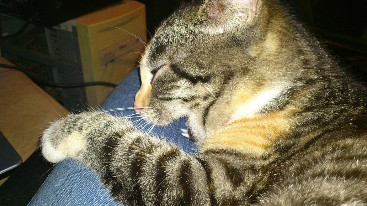 Huskat Cola - Drillede den lille cola og hun prøvede at spise mit ben men faldt desværre i søvn under forsøget  (; haha  billede 19