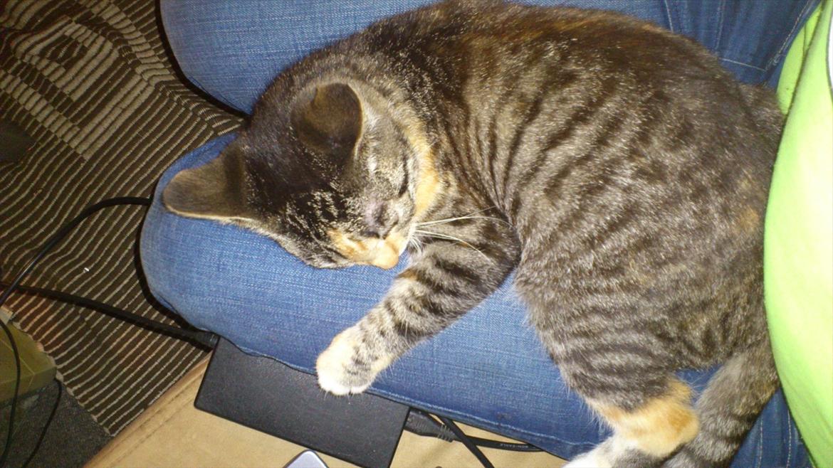 Huskat Cola - hun er træt og ville ikke gå selvom jeg blev ved at drikke hende :P hehe søde lille mis  billede 20