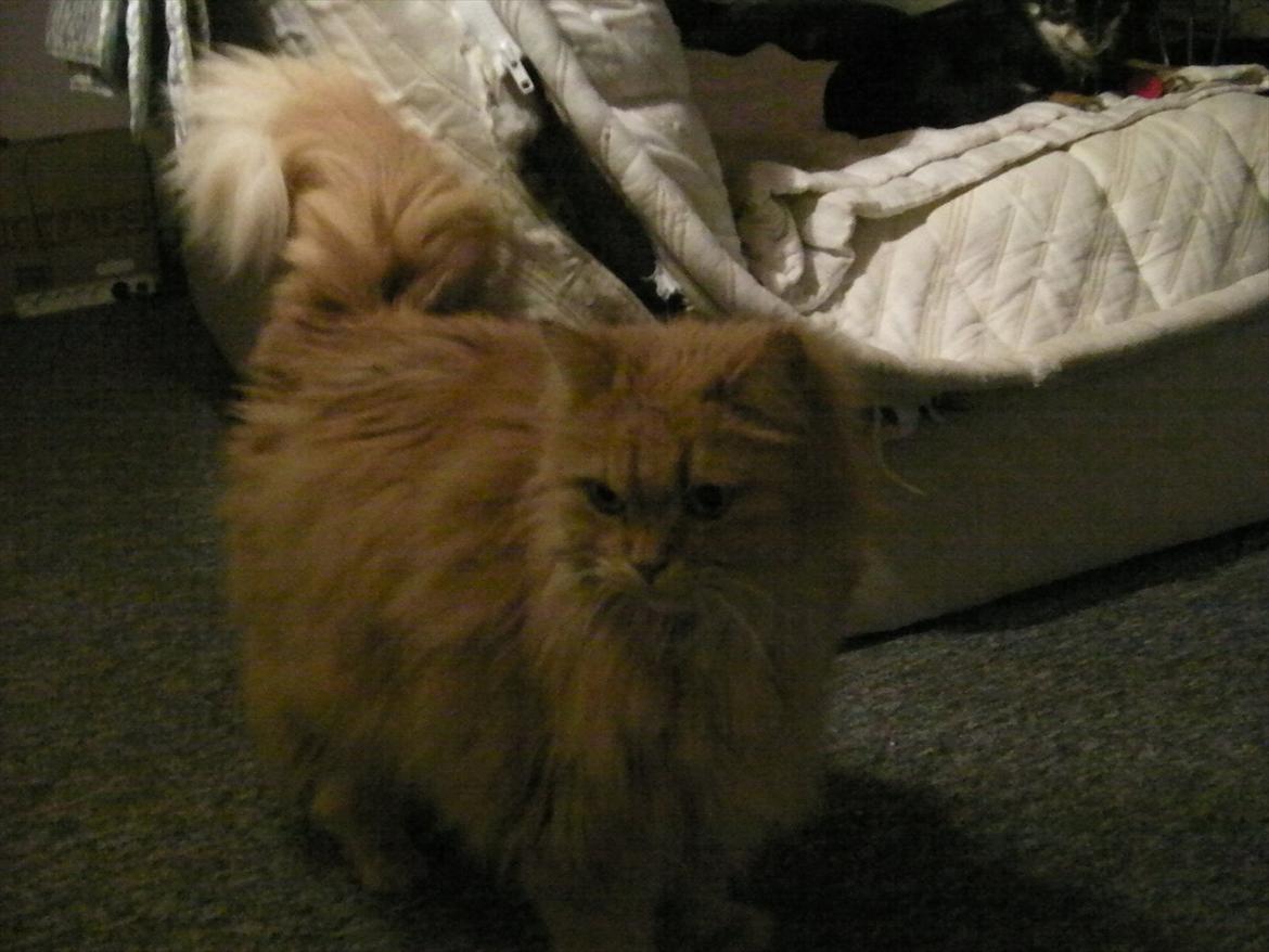 Huskat Missen Du  Elsket!!:-* - Velkomme til min dejlige kat Missemor's profil<3 billede 1