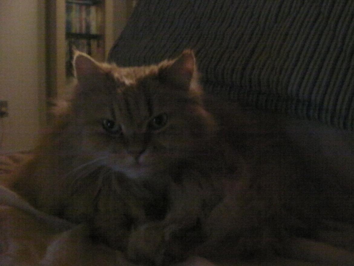 Huskat Missen Du  Elsket!!:-* billede 3