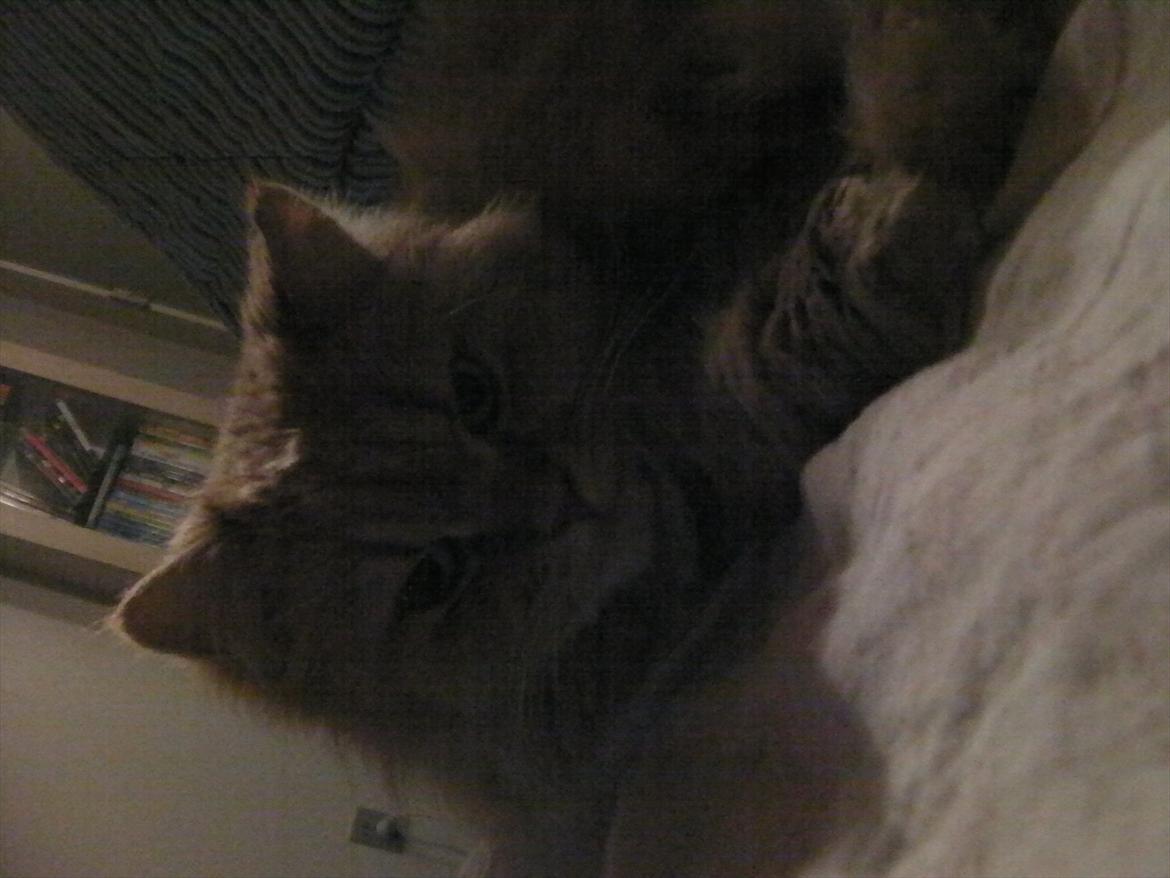 Huskat Missen Du  Elsket!!:-* billede 4