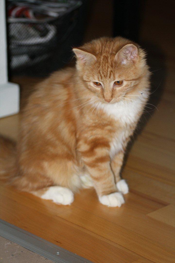 Norsk Skovkat Malou Lousen billede 7