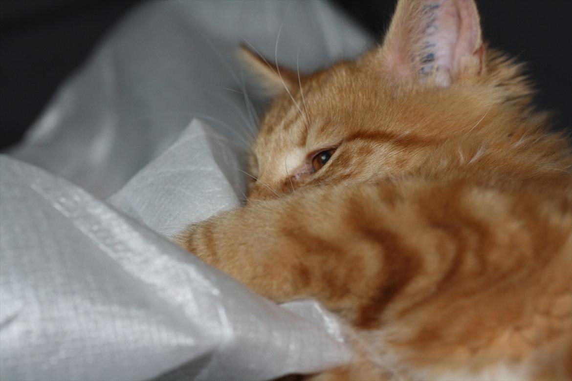 Norsk Skovkat Malou Lousen billede 8