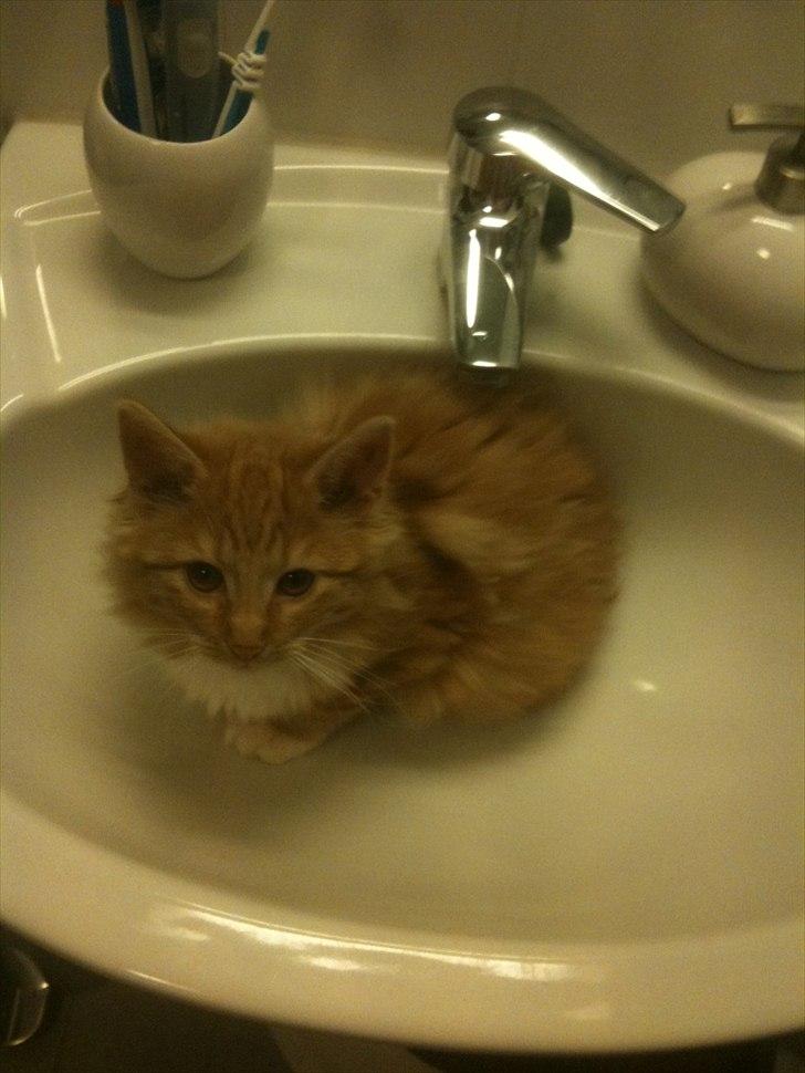 Norsk Skovkat Malou Lousen billede 9