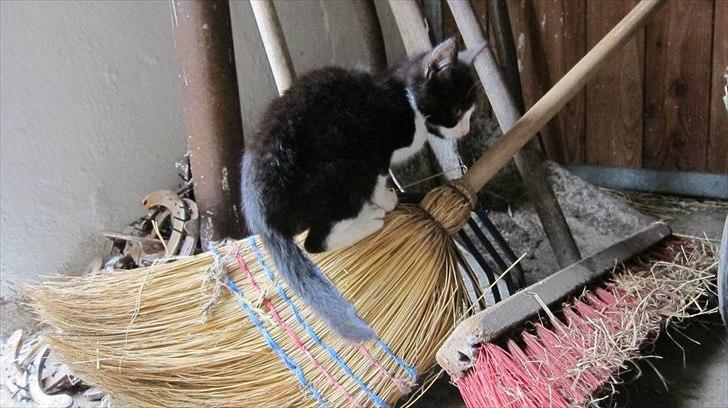 Huskat Miv - Velkommen til Mivs profil!! :D <3 billede 1